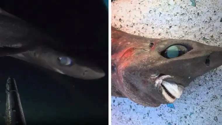 roughskin dogfish